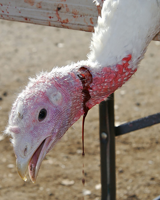 08 turkey-thanksgiving