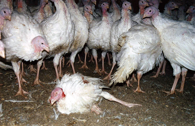 14 turkey-thanksgiving